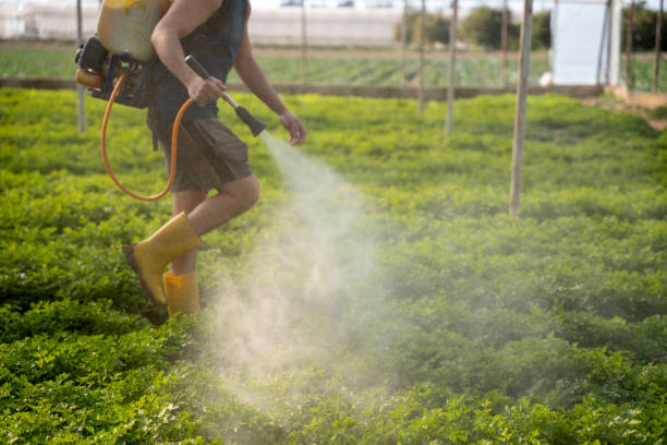 Best Local Pest Control Services  in West Crossett, AR