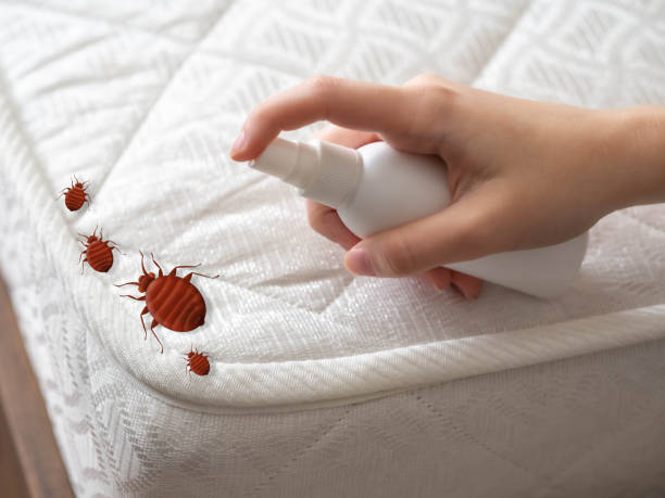 Best Ant Control Services  in West Crossett, AR