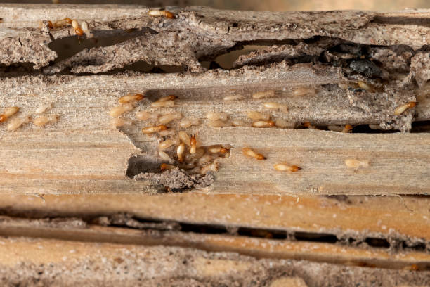 Best Wasp Removal Services  in West Crossett, AR
